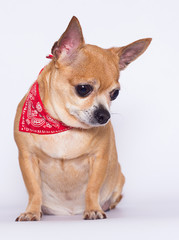 fat dog Chihuahua breed on a white background
