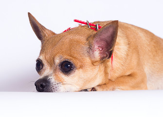 fat dog Chihuahua breed on a white background