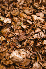 Autumn leaves pattern and textures of the forest