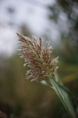Reed grass grow on the pond, closeup in overcast autumn day