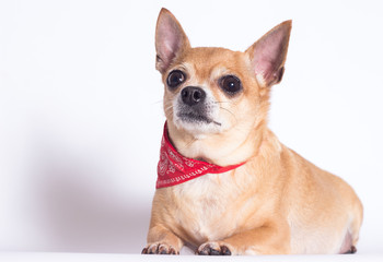 fat dog Chihuahua breed on a white background