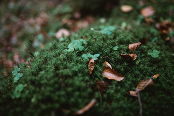 Brown leaves on top of green moss and some clovers in autumn