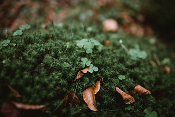 Brown leaves on top of green moss and some clovers in autumn