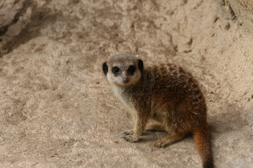 Fototapeta premium meerkat watching over his back