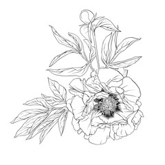 Peony flower. Element for design. Outline hand drawing vector illustration. In botanical style Isolated on white background..