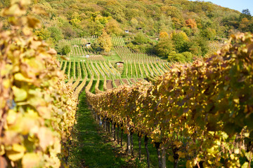 Herbstlich bunte Weinberge im Sonnenlicht im Herbst