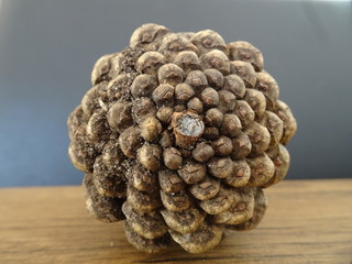 One Pine cone 