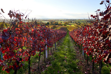 Herbstlich rote Weinberg mit Blick ins Neckartal auf Kraftwerk