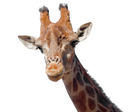 Giraffe head face