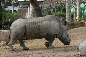 Naklejka premium rhinoceros walking in the park
