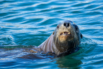 Close-up of a California sea lion looking out of the blue water.