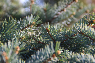 Pine tree branch