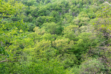 Thick green forest on the hillside. Spring colors in the mountain forest.