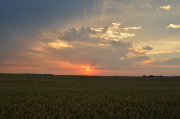 Fototapeta premium sunset