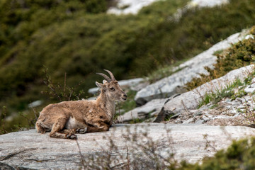 Bouquetin des Alpes femelle, Ibex (Capra ibex) couchée