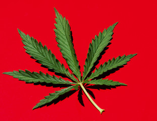 Young fresh leaf of marijuana on a red background. Bright background with place for text
