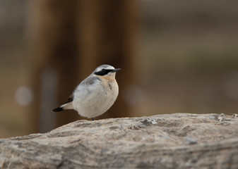 Fototapeta premium Traquet motteux (Wheatear) sur un rocher