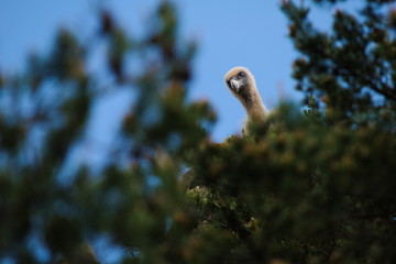 Vautour fauve (Gryffon vulture) curieux