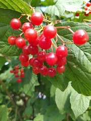  Red berries of viburnum on a background of green leaves