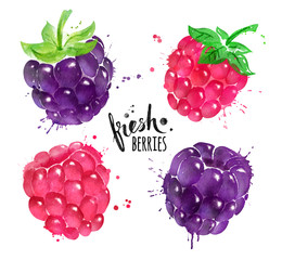 Watercolor set of blackberry and raspberry