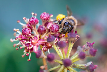 close up detail of a honeybee sitting on a flower