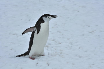 Penguins in the snow in Antarctica.