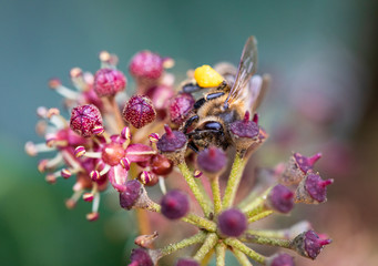 close up detail of a honeybee sitting on a flower