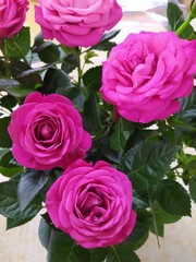  Background texture. Pink flowers of a hybrid miniature rose.