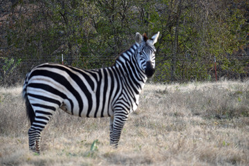 Zebra in a Pasture