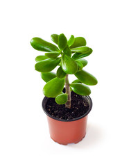 Crassula ovata in a flower pot isolated on white background