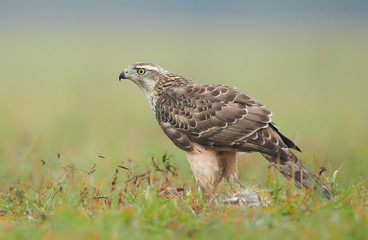 Northern goshwak (Accipiter gentilis) close up