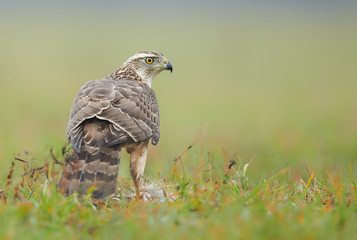 Northern goshwak (Accipiter gentilis) close up