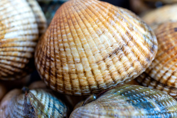 Close-up focused detail of cockleshell between more horizontally blurred, with brown and bluish tones