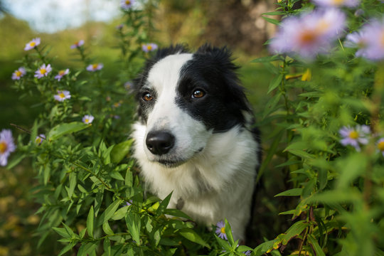 Border collie dog looking out of autumn asters