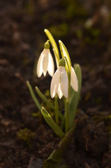  snowdrop