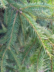 green branches of furtree on a background
