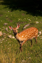 fallow deer in the forest