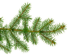 fir tree branches isolated. Branch tree, fir evergreen twig to xmas holiday . isolated on white without shadow