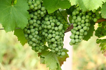 Grüne unreife Trauben am Weinstock