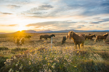 Group of Icelandic Horses in pasture with mountains background.