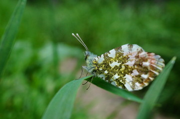 white butterfly on a flower