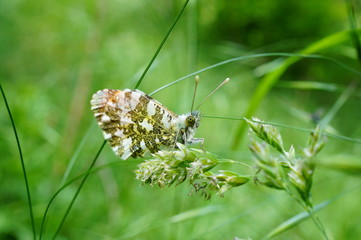 Butterfly in the green grass. Insects in nature. Summer.