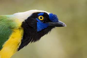 Inca Jay - Cyanocorax yncas, beautiful colored jay from Andeans slopes, Guango Lodge, Ecuador.