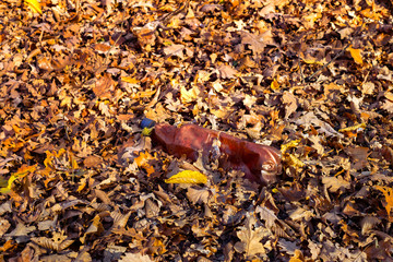 A dirty plastic bottle left in the autumn forest