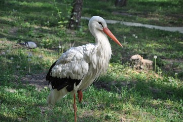 white stork on green grass