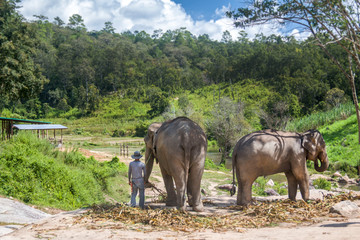 Sanktuarium słoni, Tajlandia - obrazy, fototapety, plakaty