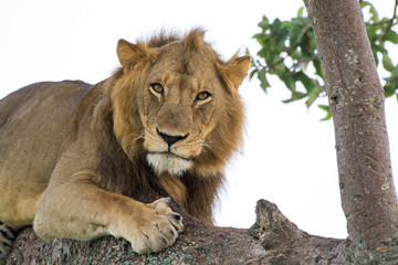 Naklejka na ściany i meble Famous male tree climbing lion king relaxing and sleeping at Ishasha Secotor, Queen Elizabeth National Park, Uganda, Africa.