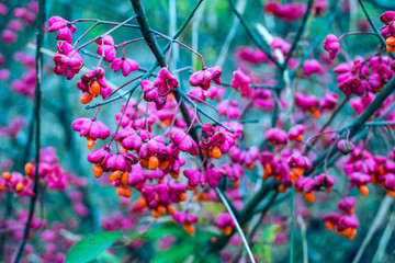 magenta and orange mini flowers