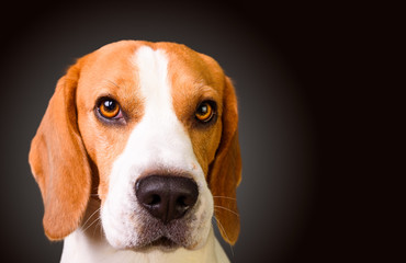 Guilty looking beagle dog isolated on black background. Studio shoot. Copy space on right