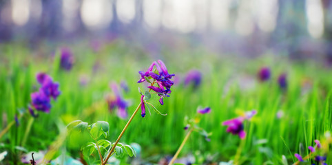 Purple corydalis in the forest on a background of trees in sunny weather_